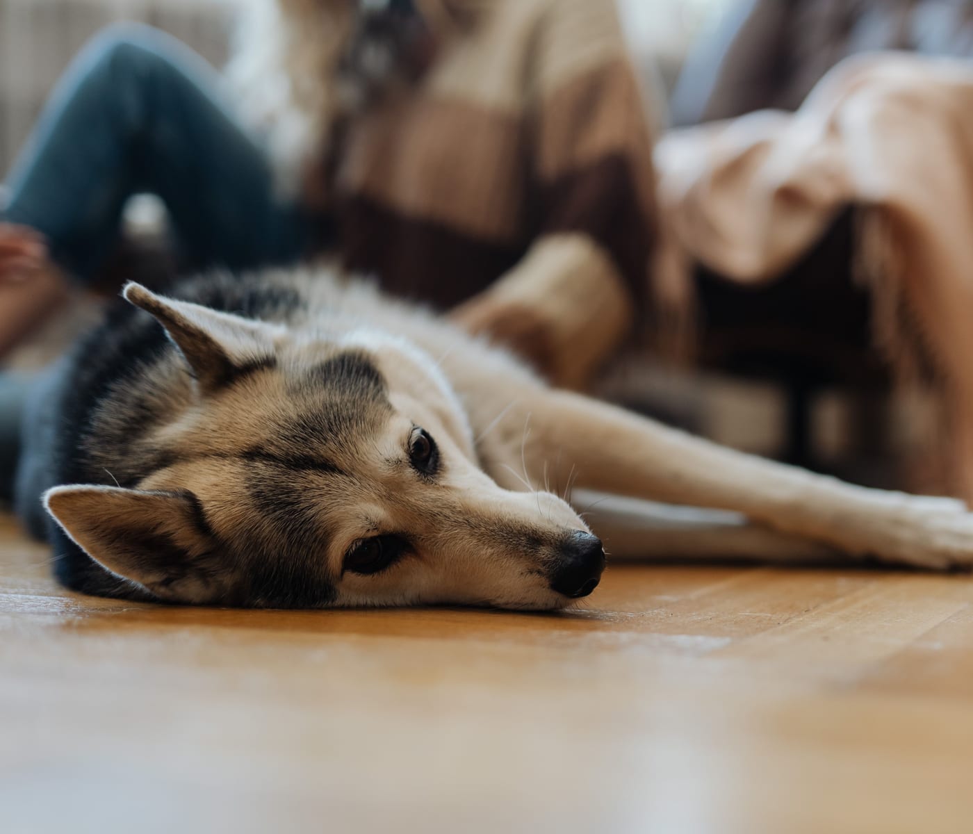 Perro tumbado con calma en el suelo del salón de una casa